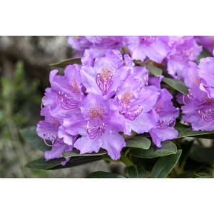 Nahaufnahme des Rhododendron Saluenense Lavendula mit lavendelfarbenen Blüten.
