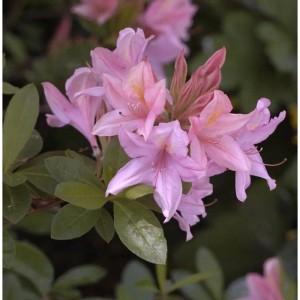 Rhododendron 'Soir de Paris' mit zarten rosa Blüten und grünen Blättern. Ein blühender Gartenstrauch.