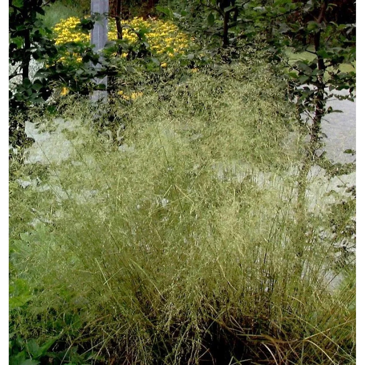 Waldschmiele Palava - Deschampsia cespitosa
