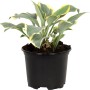 GROW by OBI Funkie mit weiß-bunten Blättern im schwarzen Topf, ca. 13 cm Topf-Ø.