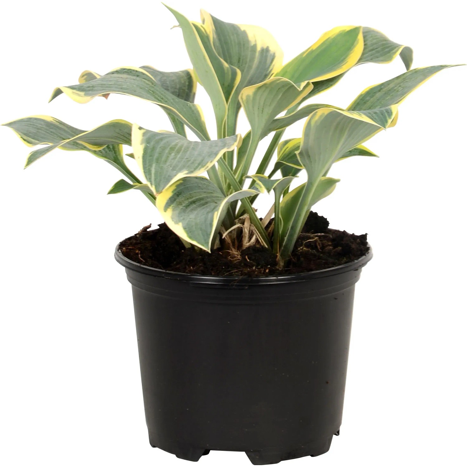 GROW by OBI Funkie mit weiß-bunten Blättern im schwarzen Topf, ca. 13 cm Topf-Ø.