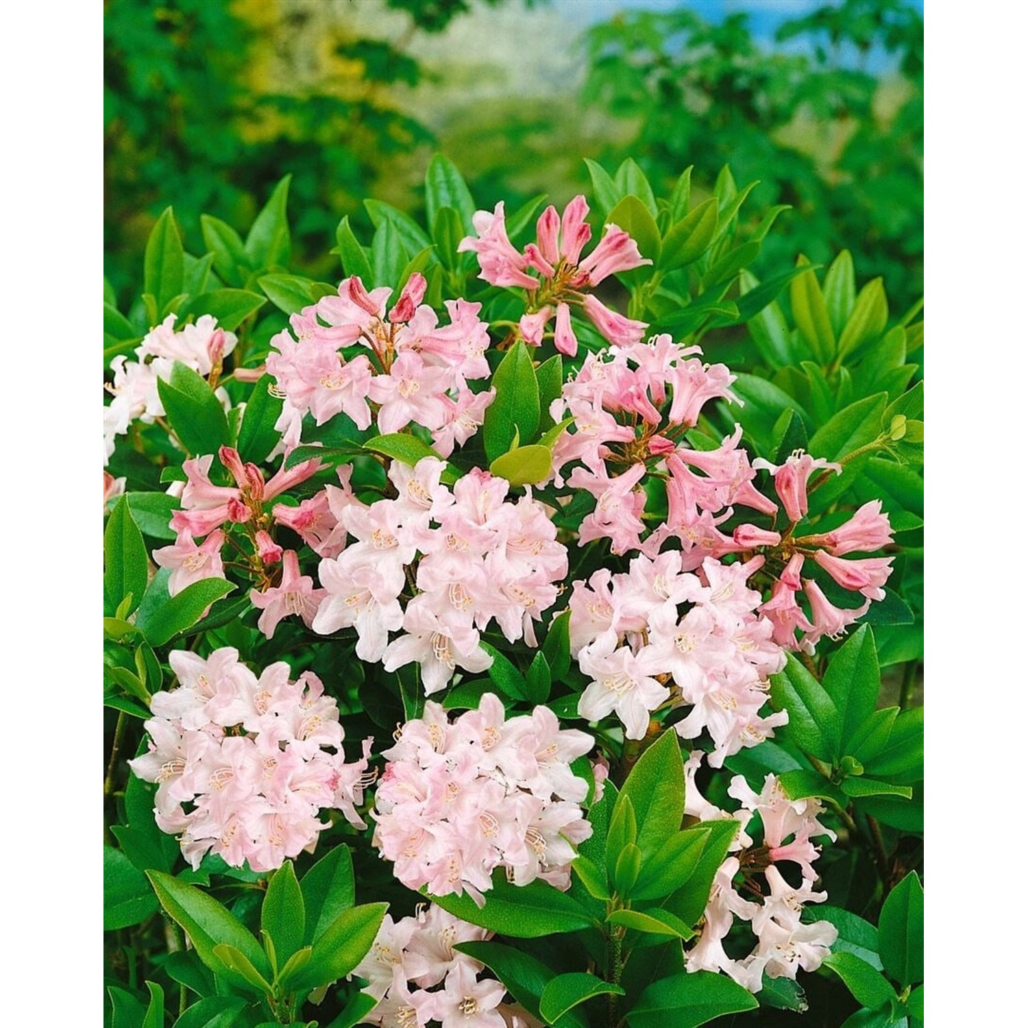 Rhododendron Ferrugineum Album Alpenrose Weiß 30–40 cm günstig online kaufen