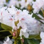 Nahaufnahme des Rhododendron Cunninghams White mit weißen Blüten und grünen Blättern.