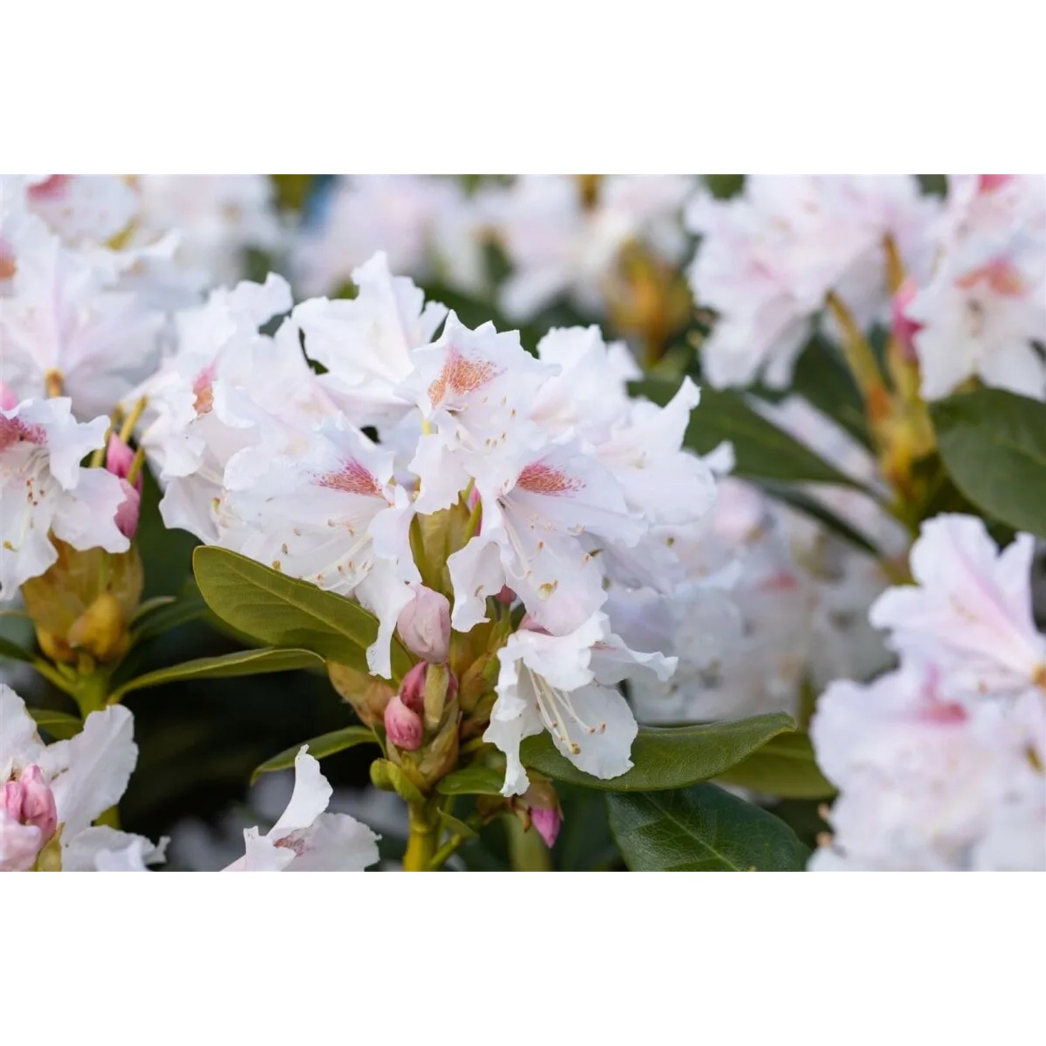 Nahaufnahme des Rhododendron Cunninghams White mit weißen Blüten und grünen Blättern.