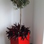 Hochglanz-roter Fiberglas Pflanzkübel Säule (30x30x68cm) mit Olivenbaum im Topf.
