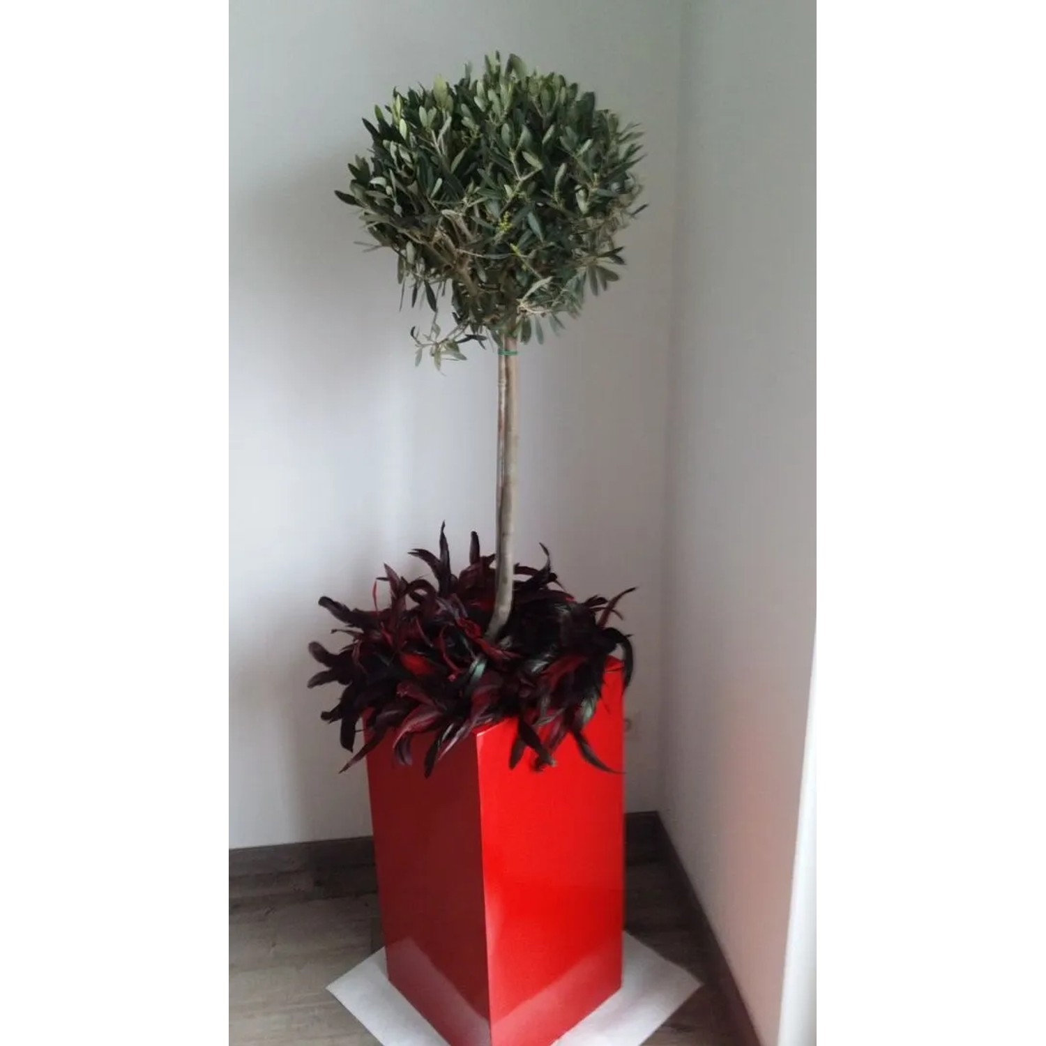 Hochglanz-roter Fiberglas Pflanzkübel Säule (30x30x68cm) mit Olivenbaum im Topf.