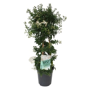 Sommerjasmin Pyramide im Topf, ca. 100cm hoch, mit weißen Blüten. Blühende Kübelpflanze.