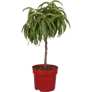 Zwergnektarine "Nectapersica" Höhe ca. 45 cm Topf ca. 7,5 l Prunus persica