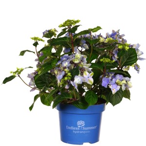 Blaue Bauernhortensie Endless Summer Pop Star im 5 l Topf, ca. 50-60 cm hoch.