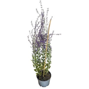 Baumfink Blauraute Little Spire im Topf, ca. 40-60cm hoch, mit blau-violetten Blüten.