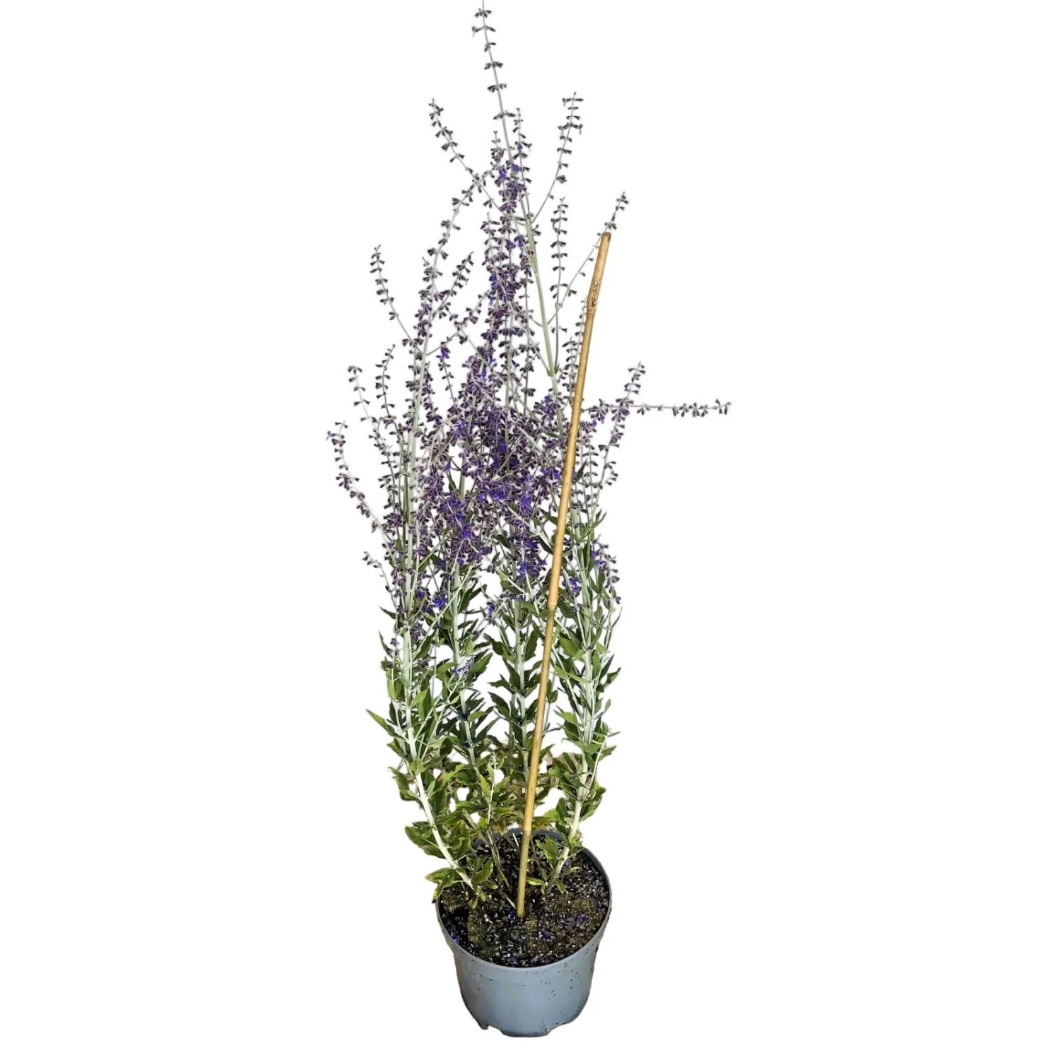 Baumfink Blauraute Little Spire als Topfpflanze 40-60cm