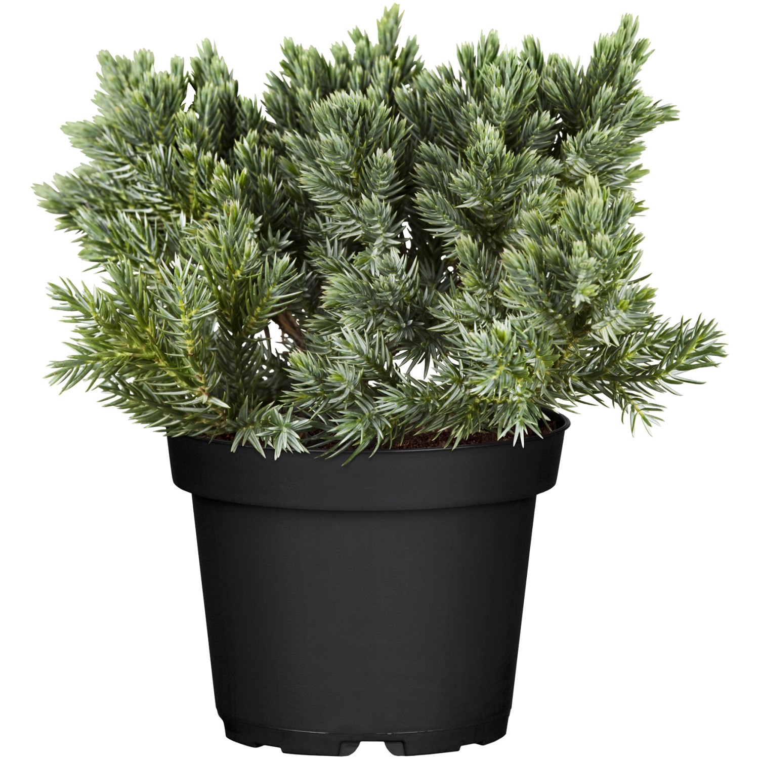 OBI Zwerg-Wacholder Blue Star Blau Höhe ca. 10 - 20 cm Topf ca. 2 l Juniperus