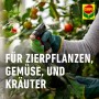 Anwendung von Compo BIO Insekten-frei Neem auf Pflanzen im Garten.