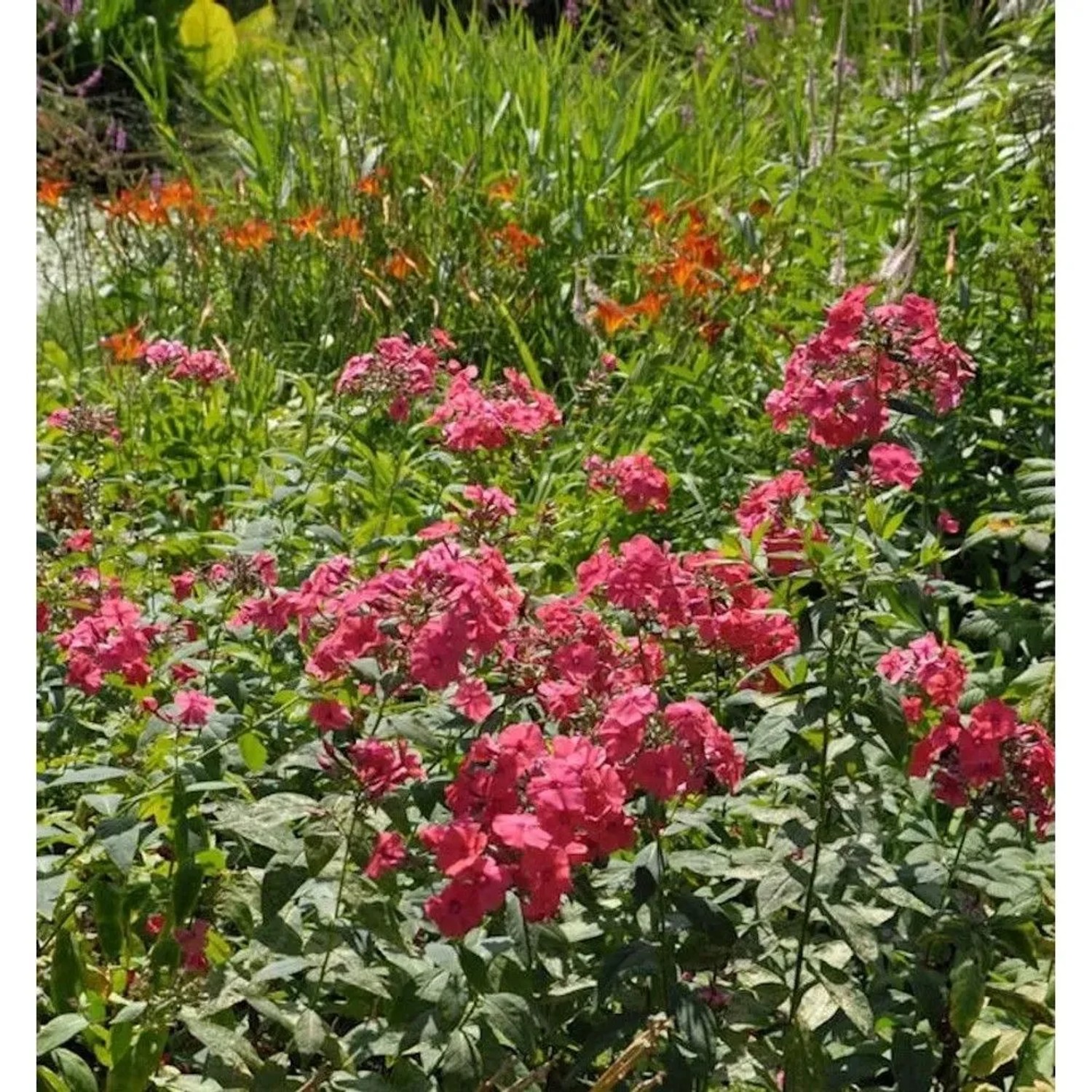 Hohe Flammenblume Flamingo - Phlox Paniculata