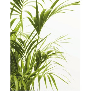 Komar Wandbild Reed Leaves, 40x50 cm, zeigt grüne Schilfblätter vor hellem Hintergrund.