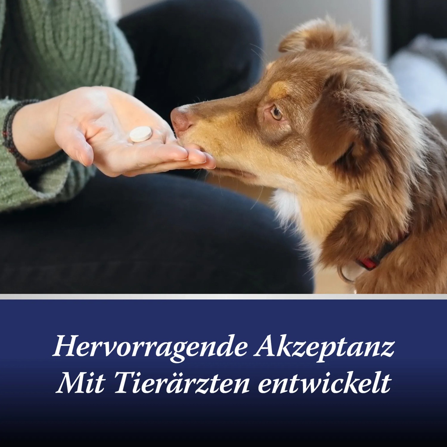 Hund bekommt Canosept Gelenk Tabletten, Ergänzungsfutter für beanspruchte Gelenke.