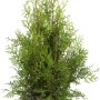 Smaragd Lebensbaum (Thuja) im Ballen, ca. 80-100cm hoch, ideal als Heckenpflanze.