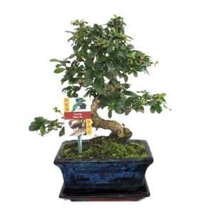 Exotenherz Bonsai Fukientee (Carmona Microphylla), ca. 8 Jahre alt, in blauer Keramikschale.