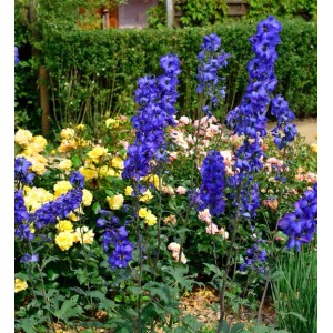 Blauer Rittersporn 'Blue Lace' im Garten, eine farbenfrohe Stauden-Pracht.