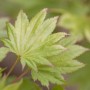Nahaufnahme: Gelbgrüne Blätter des Japanischen Ahorn 'Aureum'.