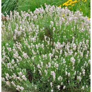 Blühender Echter Lavendel Miss Katherine (Lavandula angustifolia) im Garten.