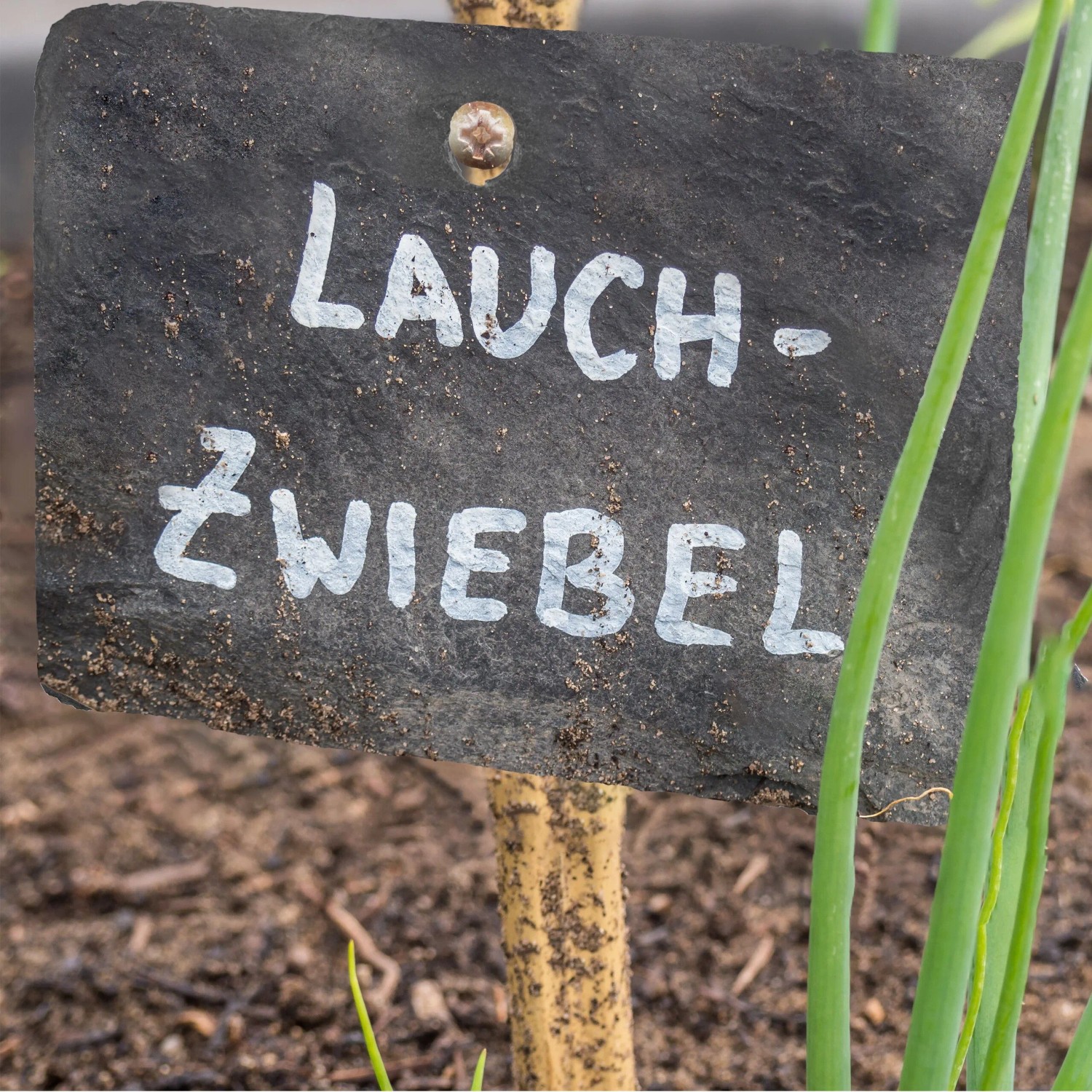 Anthrazitfarbenes Schiefer Pflanzenschild mit weißer Aufschrift "Lauch-Zwiebel" im Gartenbeet. Wetterfestes Gartenhilfsmittel.
