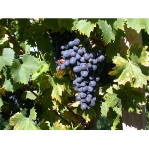 Reife, blaue Trauben der Vitis Vinifera Attika Weinrebe an der Kletterpflanze.