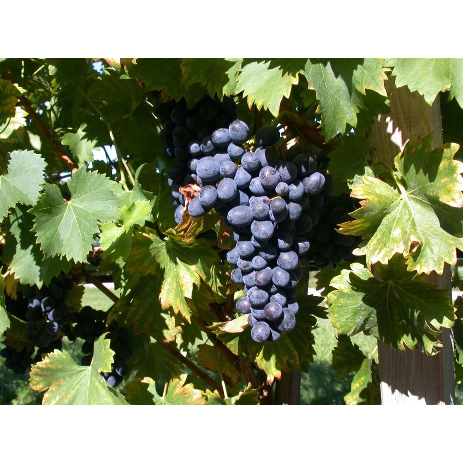 Vitis Vinifera Attika Weinrebe 80–100 cm günstig online kaufen