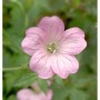 Nahaufnahme einer rosa Blüte des Waldstorchschnabel 'Bakers Pink' (Geranium sylvaticum).