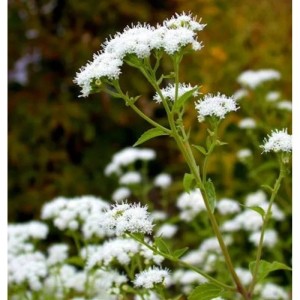 Wasserdost Ivory Towers (Eupatorium fistulosum) mit weißen Blüten im Detail.