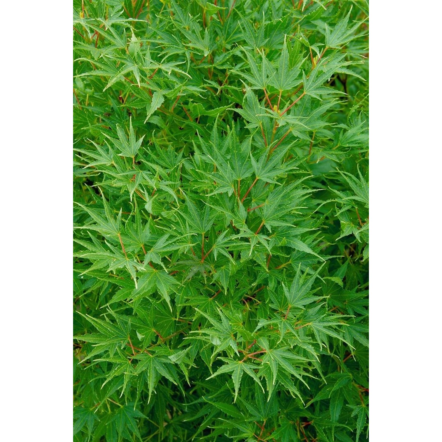 Grüner Japanischer Ahorn (Acer Palmatum Crippsii), 125-150 cm, mit filigranen Blättern.