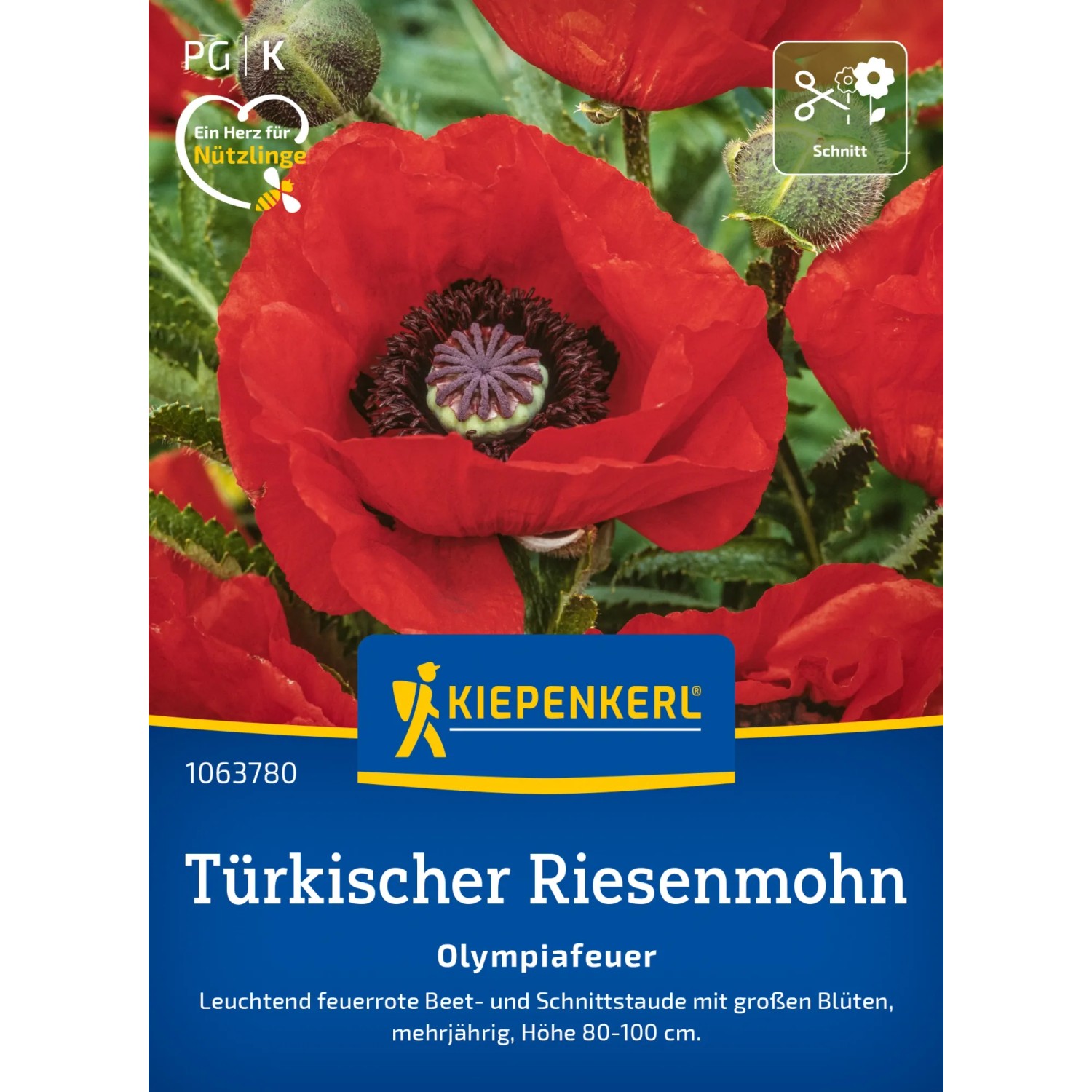 Kiepenkerl Türkischer Riesenmohn Olympiafeuer mit leuchtend roten Blüten.