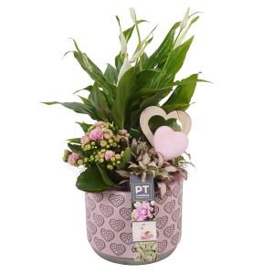 Zimmerpflanzen-Arrangement im rosa Keramiktopf mit Herzmuster, bestehend aus Kalanchoe, Fittonie und Einblatt.