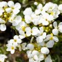 Nahaufnahme der weißen Blüten der Kaukasischen Gänsekresse 'Schneehaube' im Topf.