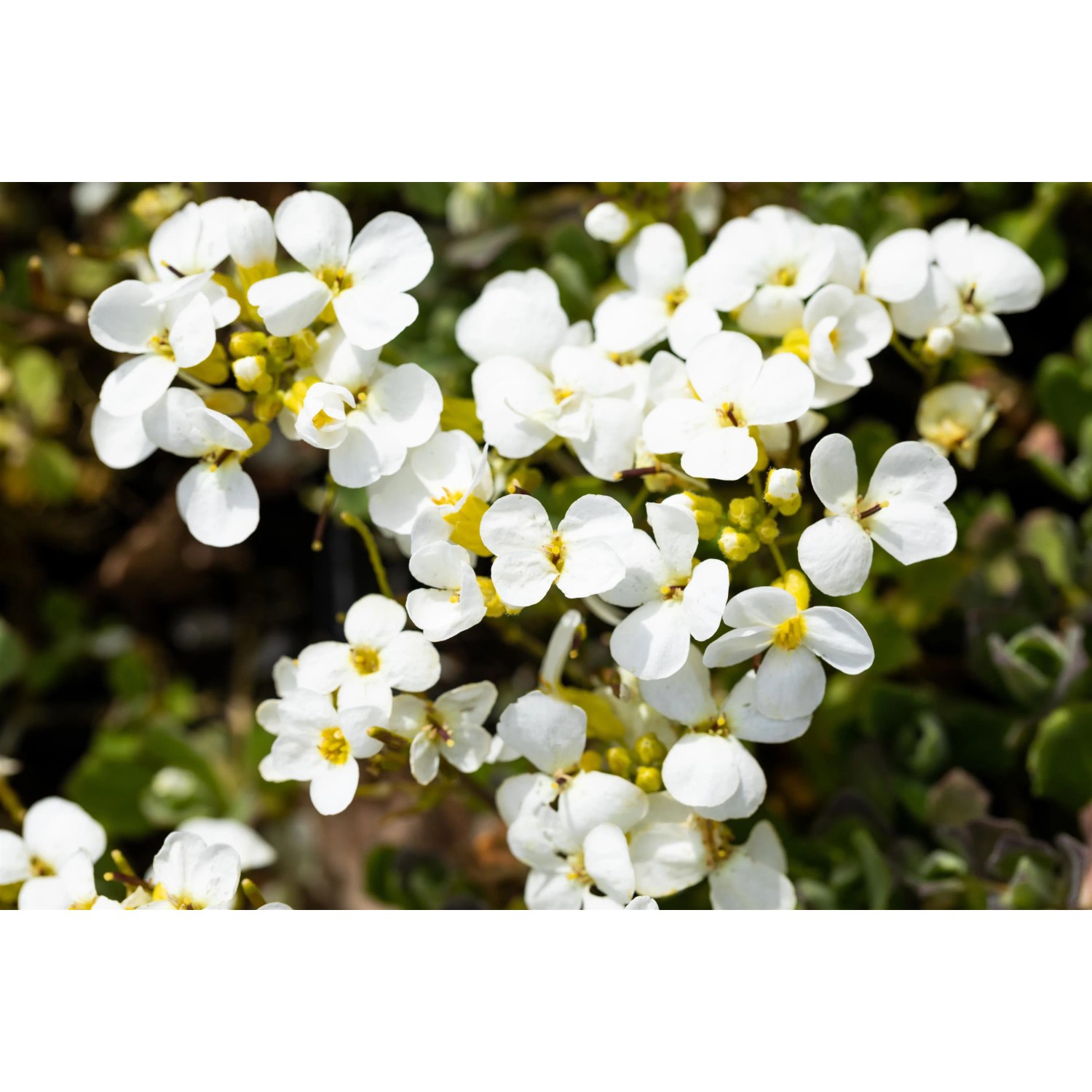 Nahaufnahme der weißen Blüten der Kaukasischen Gänsekresse 'Schneehaube' im Topf.