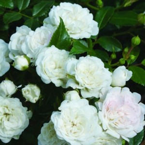 Bodendeckerrose 'White Fairy' Rosa plantofix Weiße Blüten
