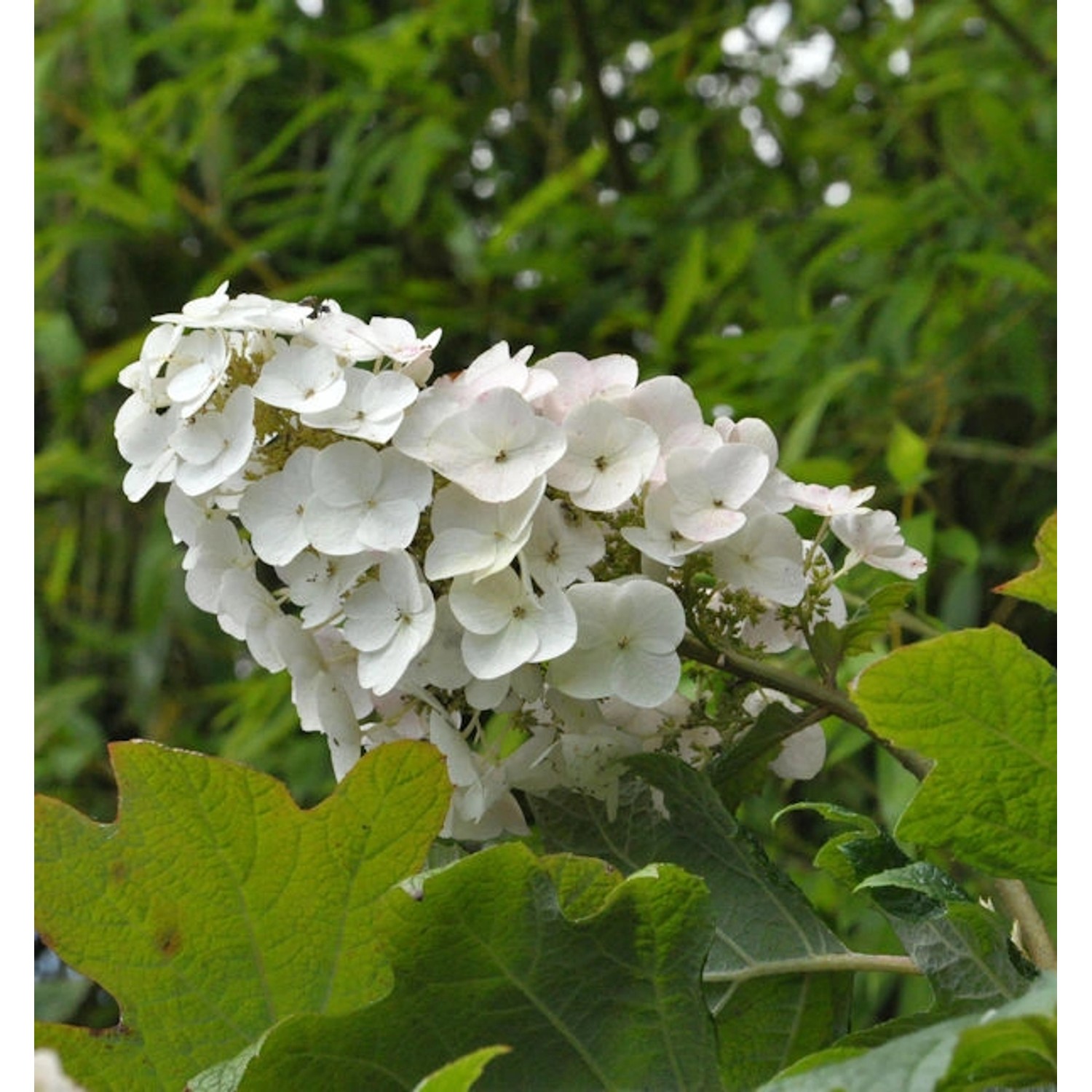 Eichenblättrige Hortensie Snow Queen 80-100cm - Hydrangea quercifolia günstig online kaufen