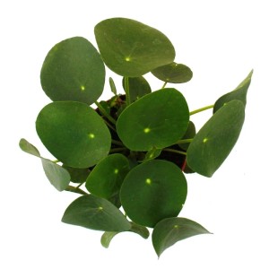Pilea Peperomioides (Glückstaler) im 11cm Topf, eine exotische Zimmerpflanze mit runden, grünen Blättern.