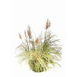 Baumfink Chinaschilf Red Chief als Topfpflanze