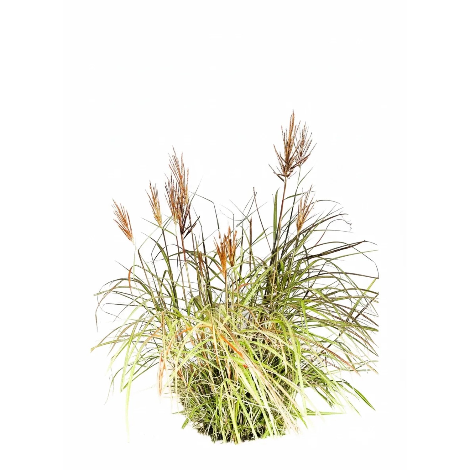 Baumfink Chinaschilf Red Chief als Topfpflanze