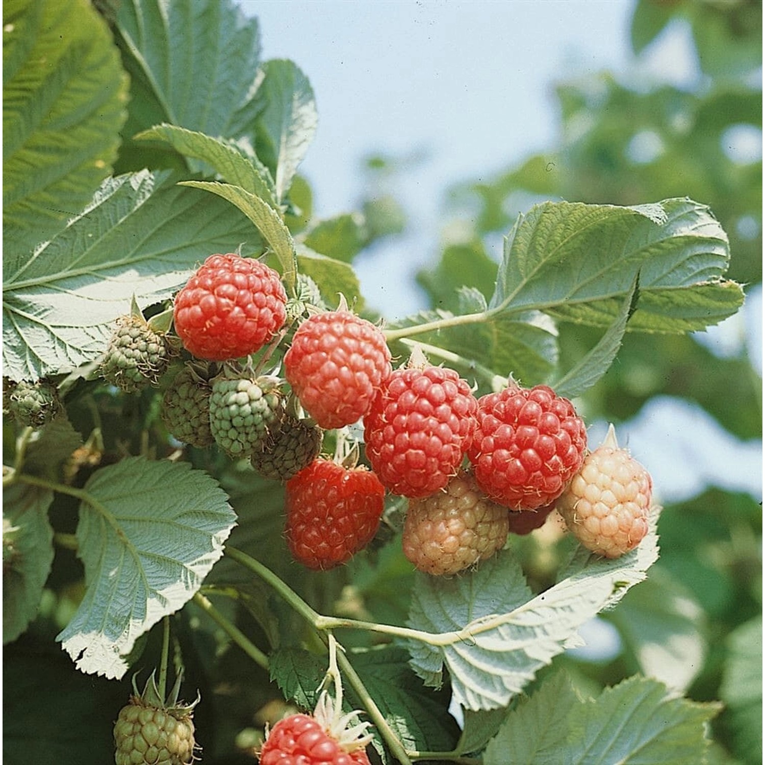 Rubus Idaeus Autumn Bliss -S- Himbeere Rot 40–60 Cm günstig online kaufen