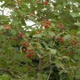 Zwerg-Schneeball (Viburnum opulus) mit roten Beeren und grünen Blättern.