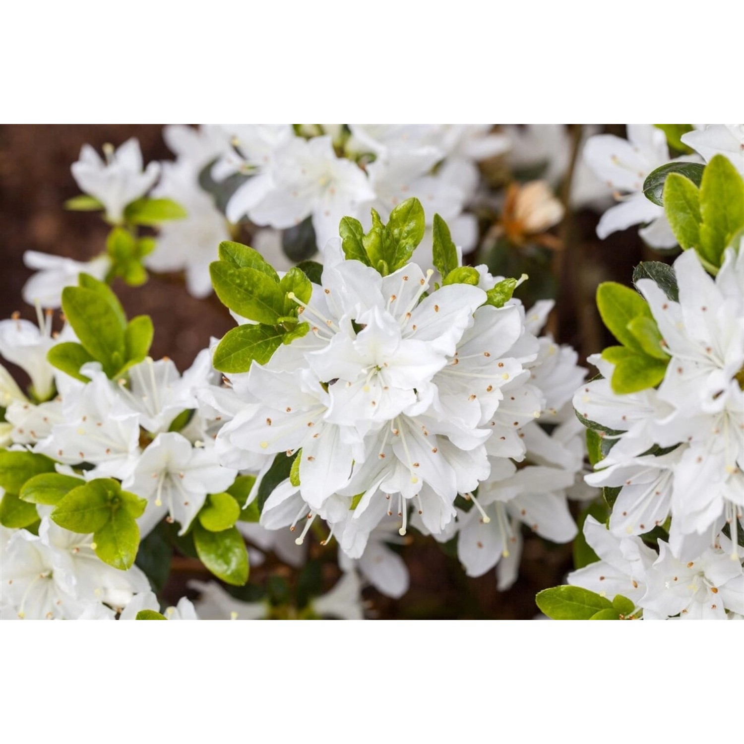 Rhododendron Obtusum Fairy Dreams Inas Diamond Rosa 30–40 cm günstig online kaufen