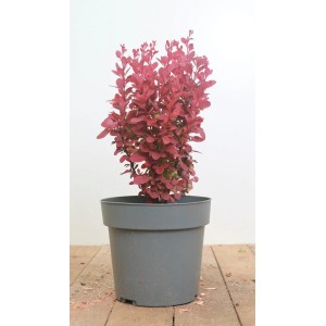 Säulen-Berberitze Orange Rocket im Topf, orange-rotes Laub der Berberis Thunbergii.