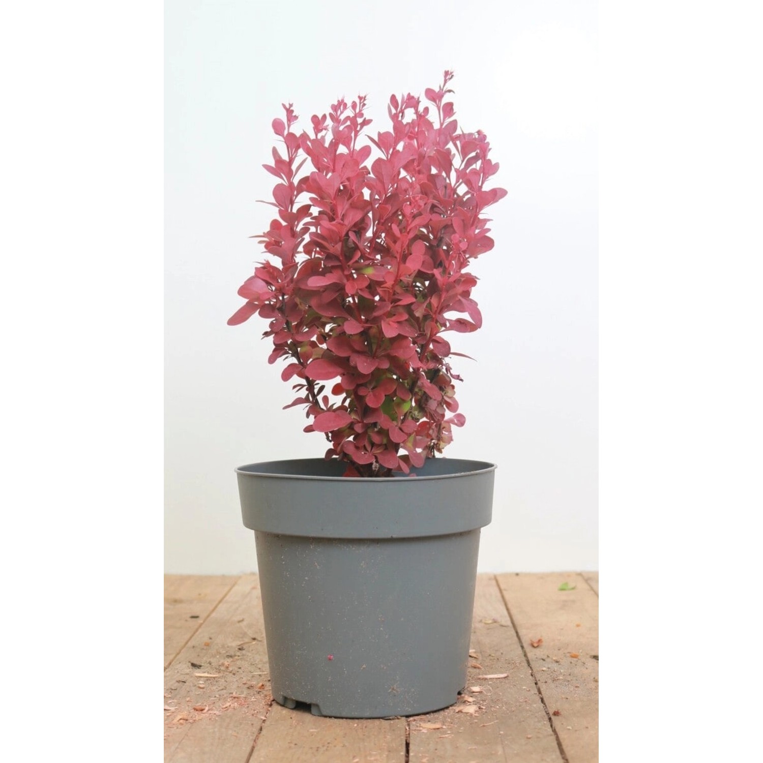 Berberis Thunbergii Orange Rocket Säulen-Berberitze Orange 20–25 cm günstig online kaufen