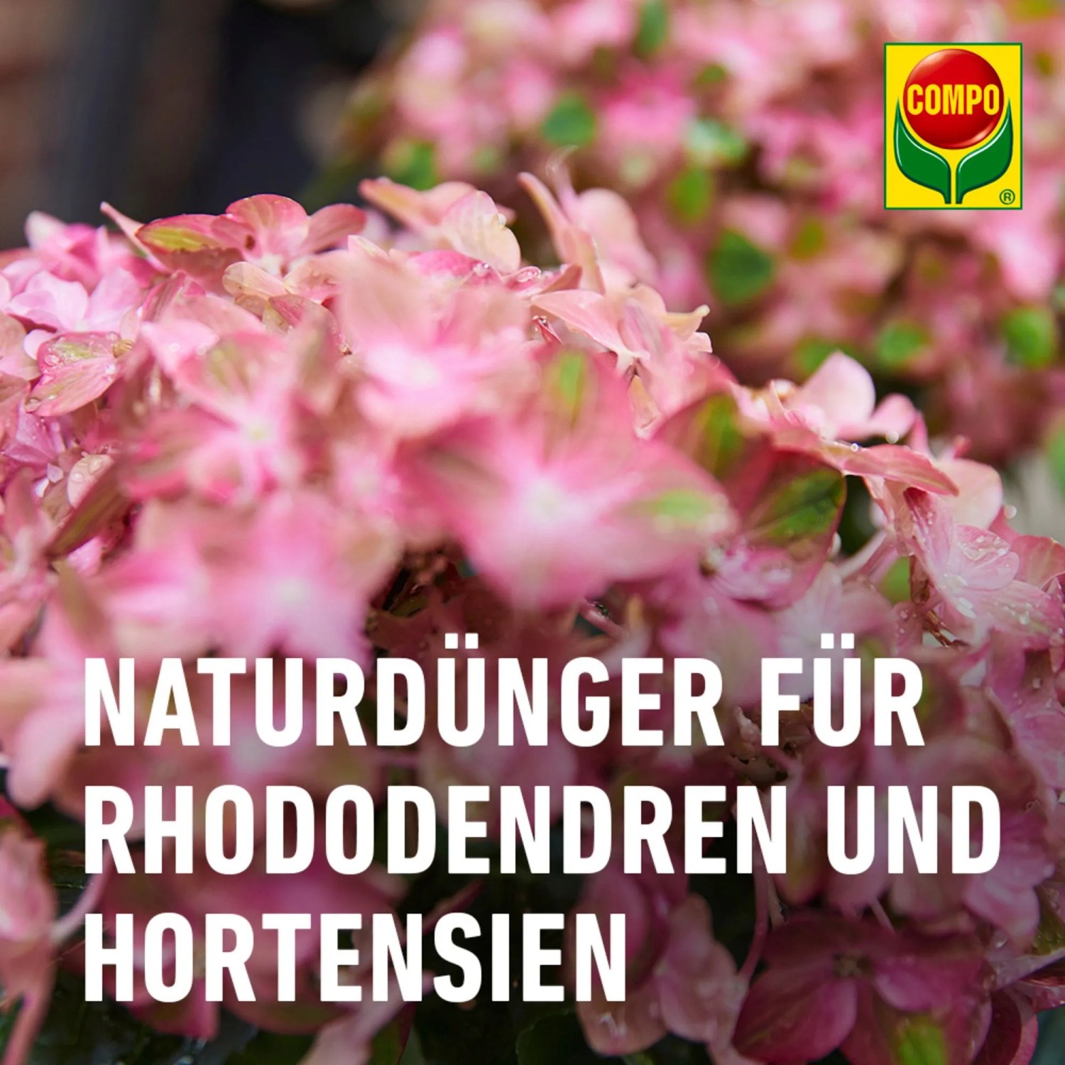 Compo Rhododendron Langzeitdnger Bio mit Schafwolle 2 kg kaufen bei OBI