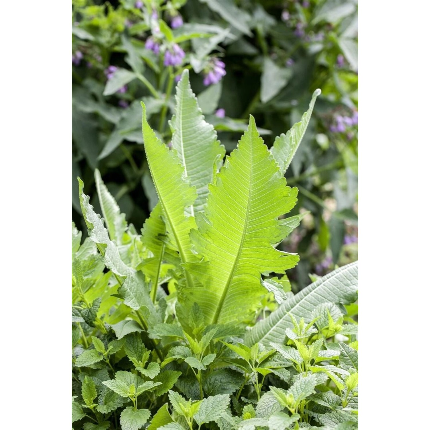 Dipsacus Fullonum Wilde Karde Ca. 9x9 cm Topf günstig online kaufen