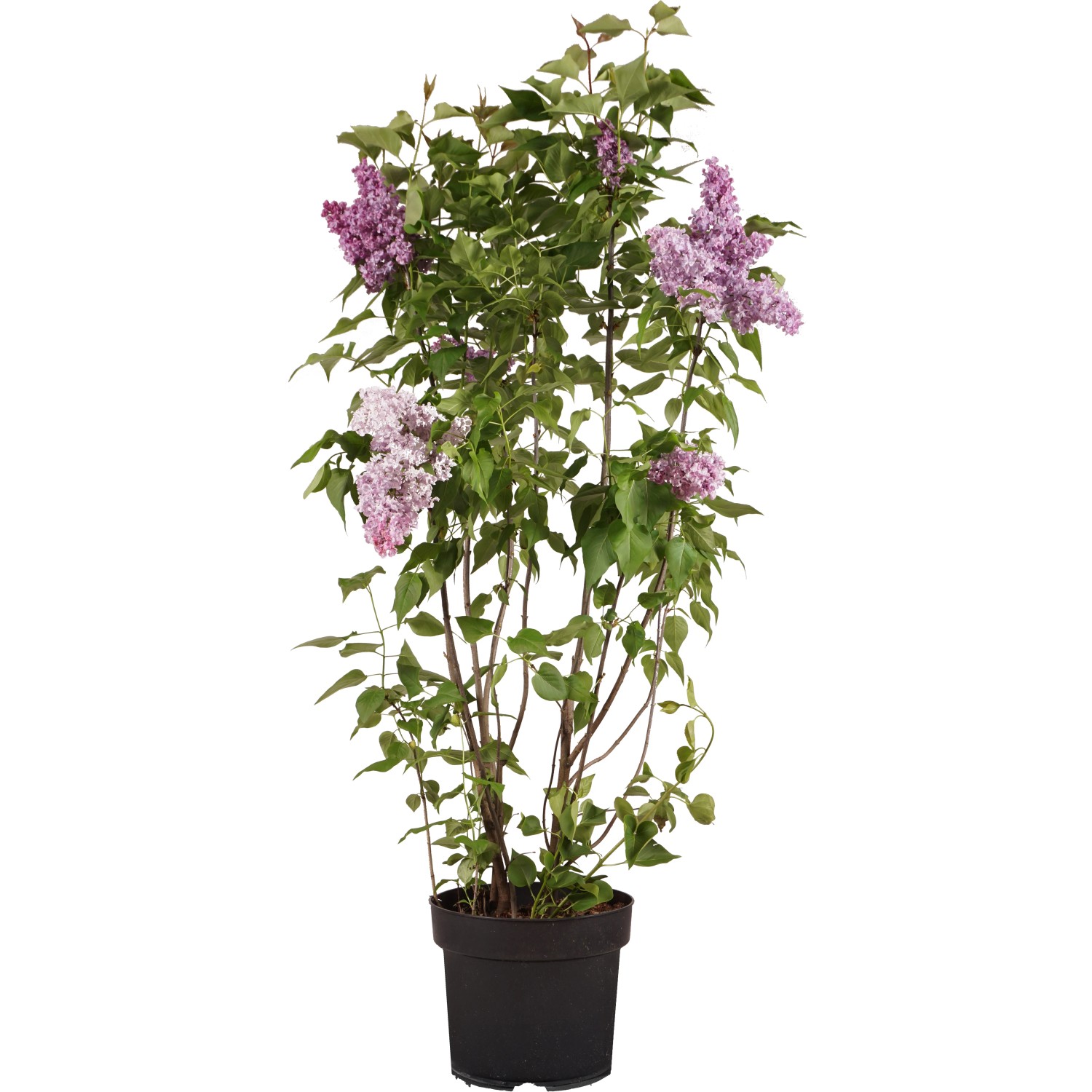 Gewöhnlicher Flieder "Prince Wolkonsky" Höhe ca. 60 cm Topf ca. 10 l Syringa