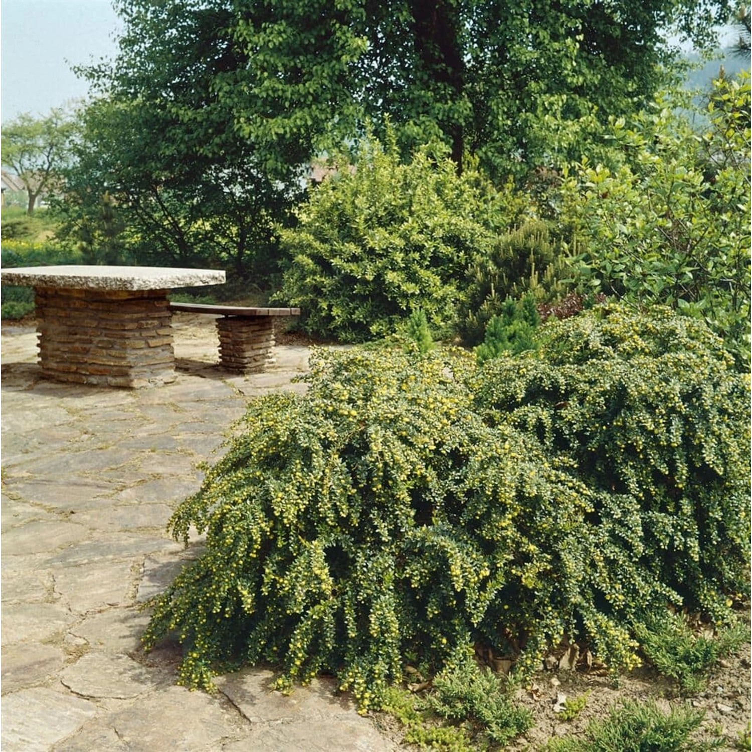 Berberis Verruculosa Berberitze Immergrün 60–80 cm günstig online kaufen