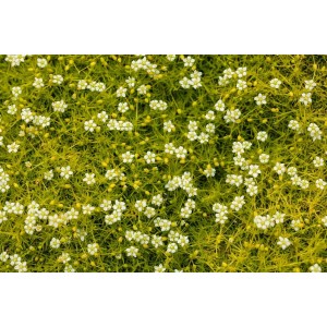 Goldgrüner Moos-Steinbrech (Sagina Subulata Aurea) mit kleinen weißen Blüten, ideal als Bodendecker.